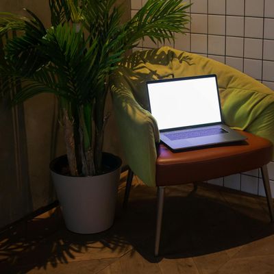 An empty, minimalist corner of a room with a single green plant.